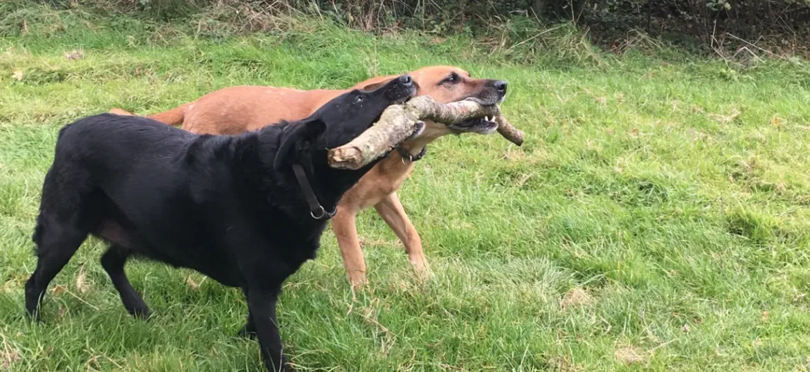 Bristol Animal Rescue Centre